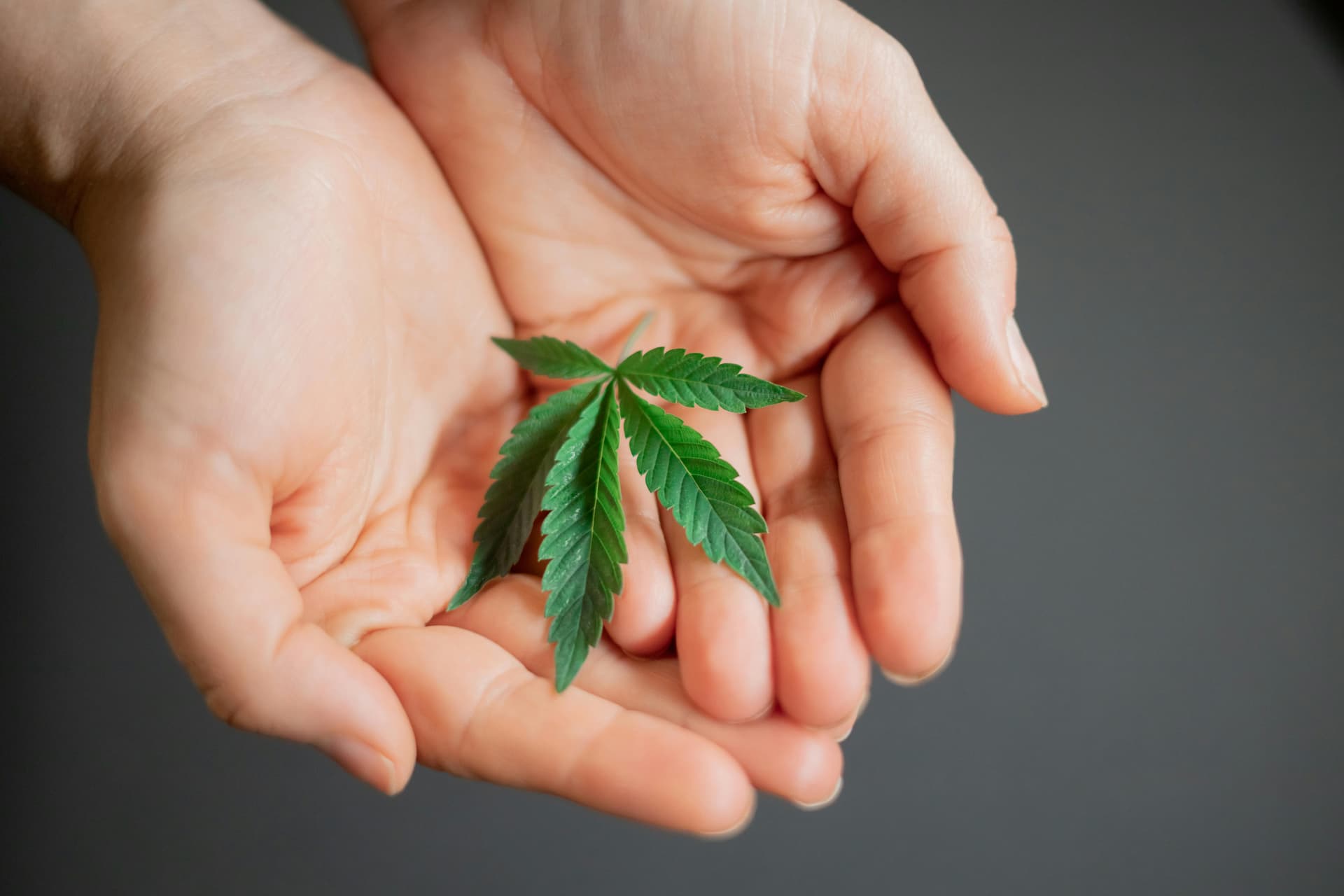HOW CANNABIS RESEARCH IS SHAPING THE FUTURE OF WELLNESS