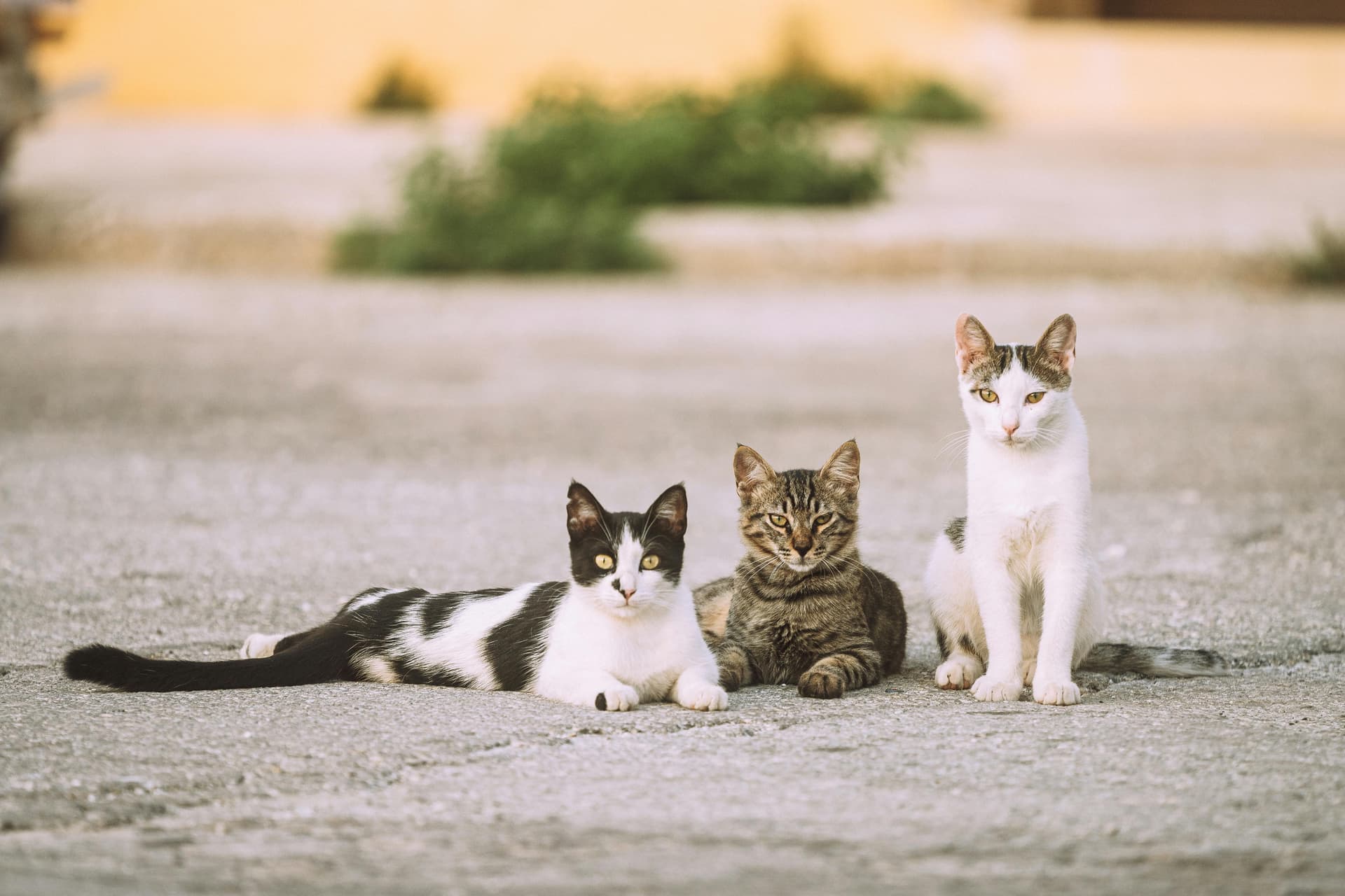 Gentle Giant Maine Coon Kittens for Sale San Francisco Families Love