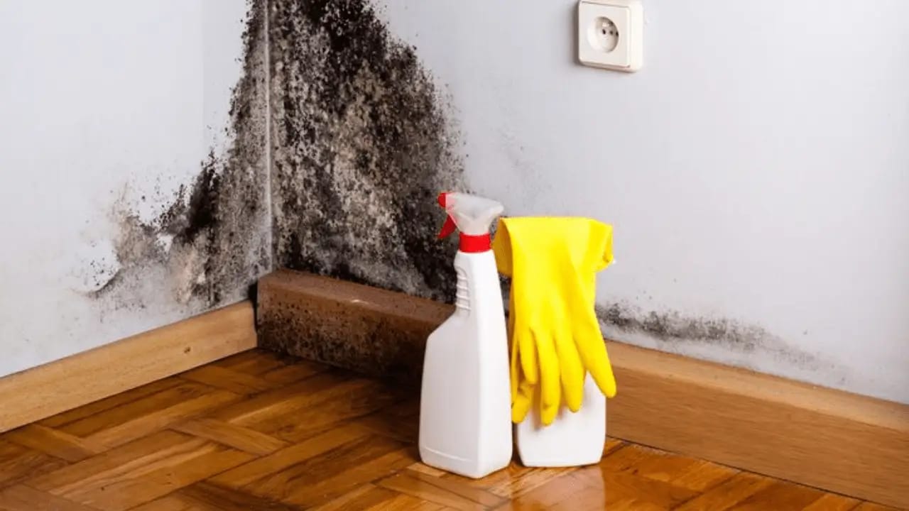 Certified Restoration Team for mold remediation georgetown tx