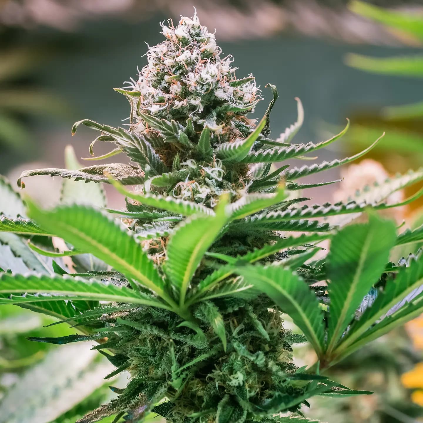 Bluetenbande – Cannabis Social Club seit 2024