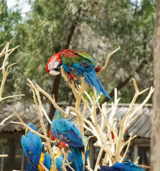 Exotic Birds – Top-Rated Bird Farm Amazing Birds Farm