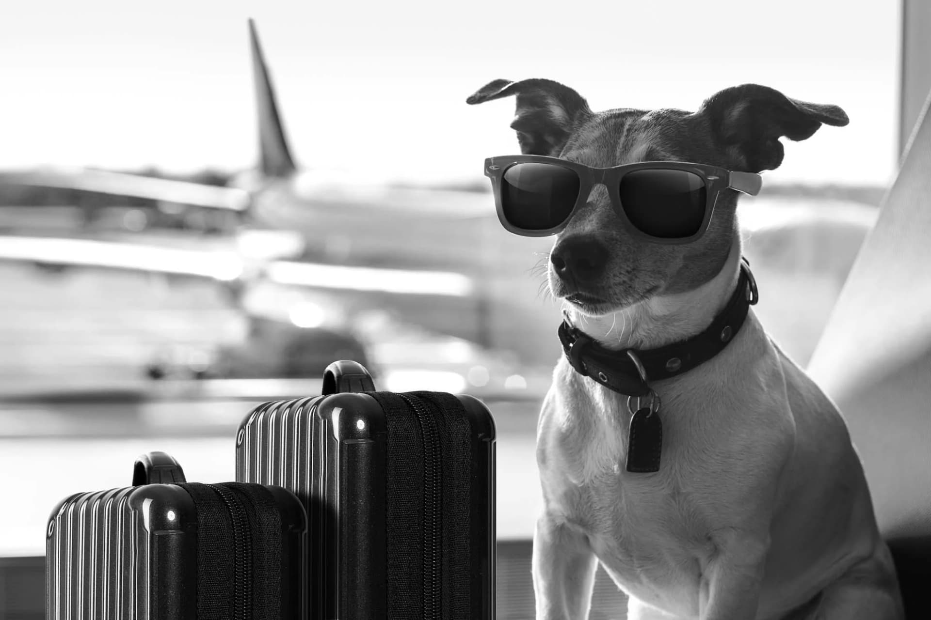 Stress-Free Pet Certificates UK via Vet Home Certs