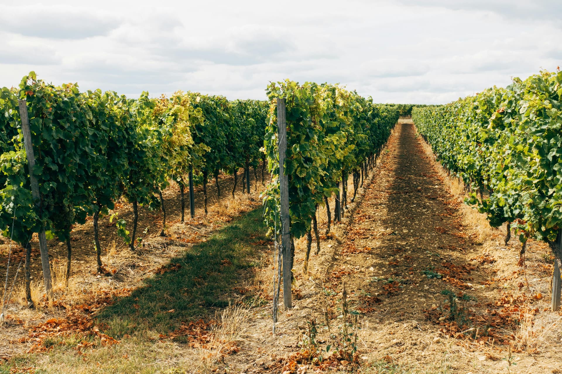 What Defines the Best California Wineries Today