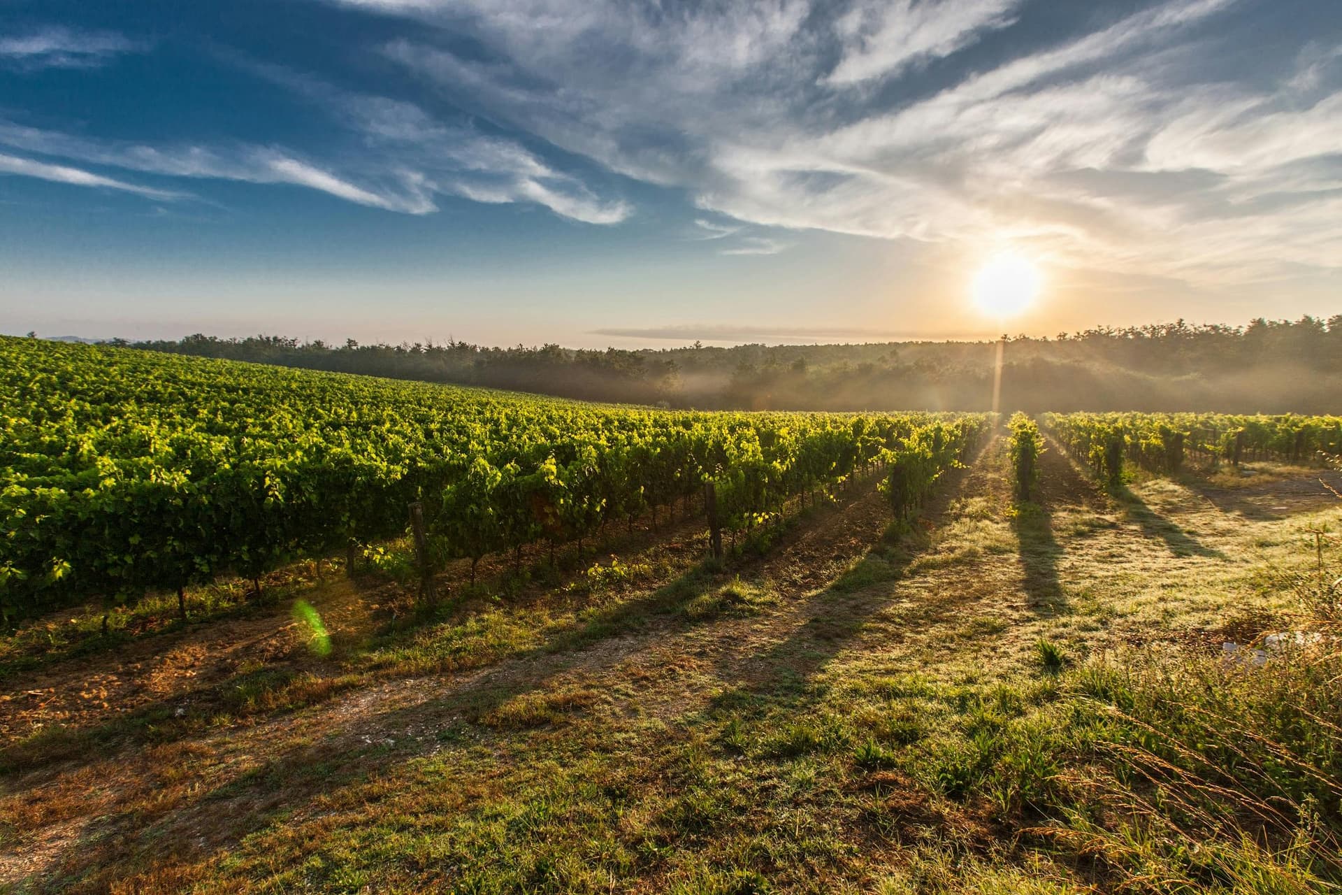 Family-Friendly Sacramento Wineries to Visit with Loved Ones