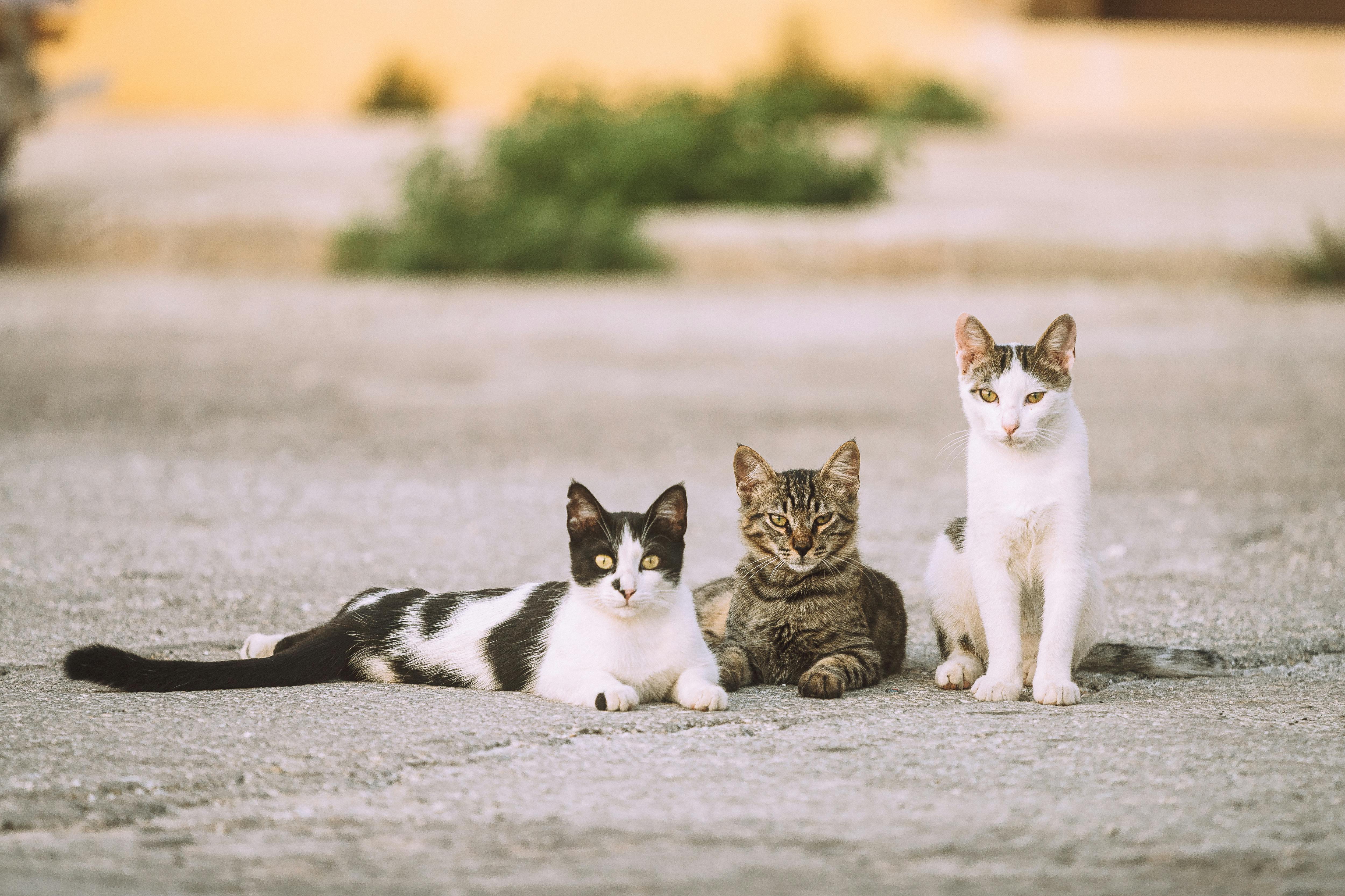 Gentle Giant Maine Coon Kittens for Sale San Francisco Families Love