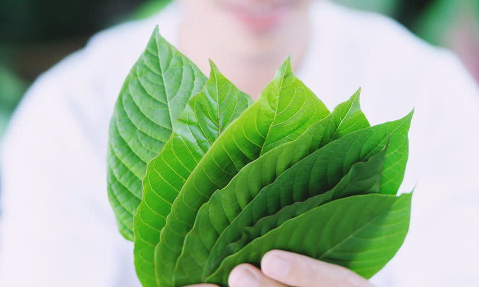 Lab-Tested Kratom Thailand: Ensuring Product Safety