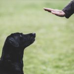 a-dog-trainer-giving-a-hand-command-to-black-labrador-dog--1153579373-cb14c8fb30724468a702c972910c6f2a