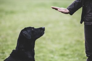a-dog-trainer-giving-a-hand-command-to-black-labrador-dog--1153579373-cb14c8fb30724468a702c972910c6f2a