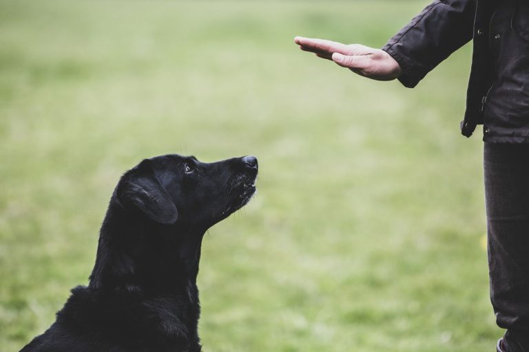 a-dog-trainer-giving-a-hand-command-to-black-labrador-dog--1153579373-cb14c8fb30724468a702c972910c6f2a